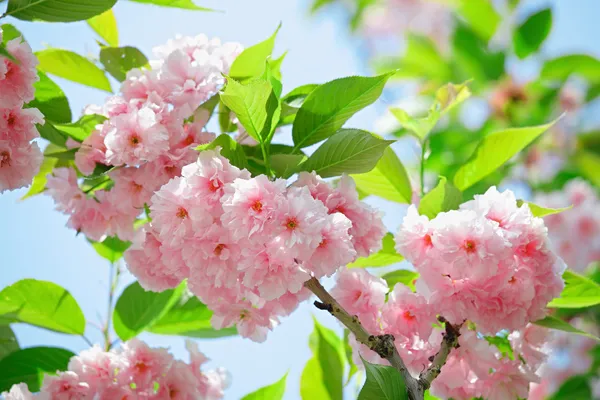 Pink abloom japanese cherry (sakura) blossom in sunny spring day — Stock Photo, Image
