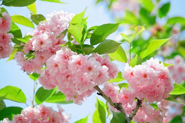 Pink abloom japanese cherry (sakura) blossom in sunny spring day