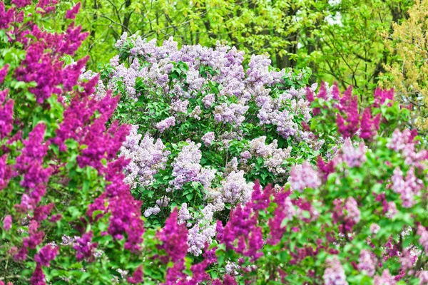 Bando de flor lilás violeta no dia ensolarado da primavera — Fotografia de Stock