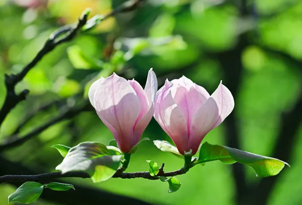 Par de flores de magnolia rosa con hermoso bokeh —  Fotos de Stock