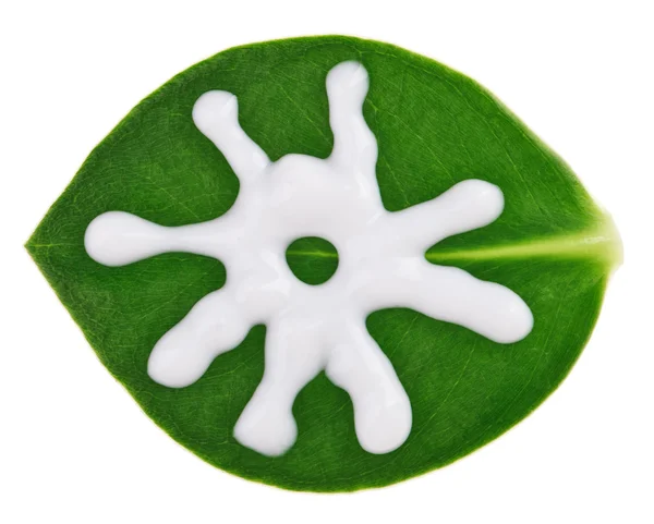 Güneş (güneş kremi) koruyucu krem örnek üzerinde yeşil clusia yaprak, ben — Stok fotoğraf