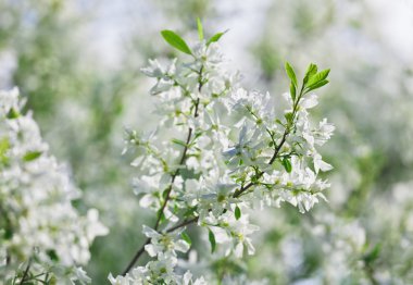 Beyaz exochorda tianshanica çiçek güzel bokeh ile demet