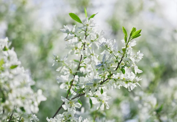 Grono exochorda biały kwiat tianshanica z pięknymi bokeh — Zdjęcie stockowe