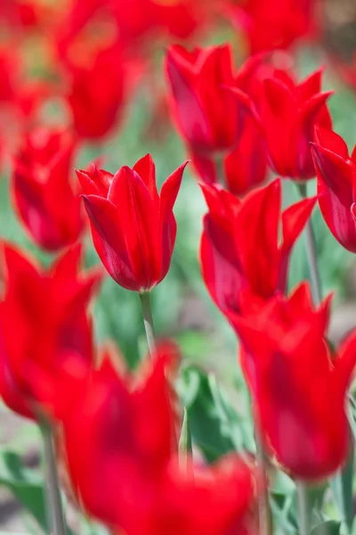 Erken ilkbaharda kırmızı lale çiçek yatak güzel bokeh ile — Stok fotoğraf