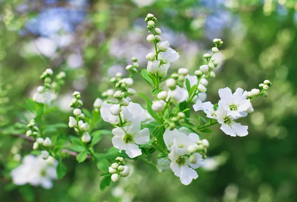 Beyaz exochorda tianshanica çiçek güzel bokeh ile demet — Stok fotoğraf