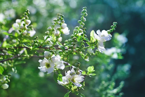 Bando de exochorda tianshanica flor branca com belo bokeh — Fotografia de Stock