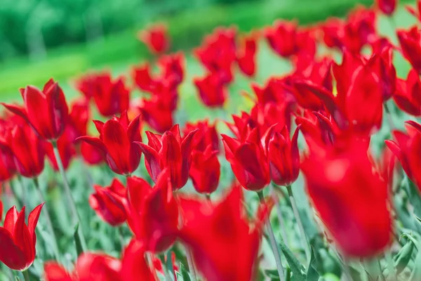 Início da primavera tulipa vermelha no canteiro de flores com belo bokeh — Fotografia de Stock