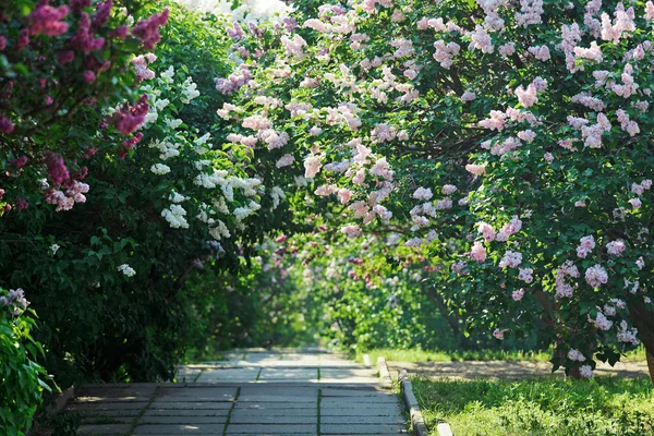 stock image Park alley with violet and white lilac bushes