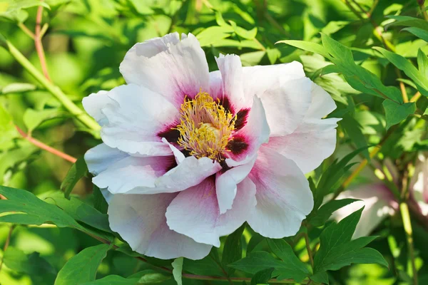 Close-up view of gently pink peony flower in sunny spring day — Stock Photo, Image