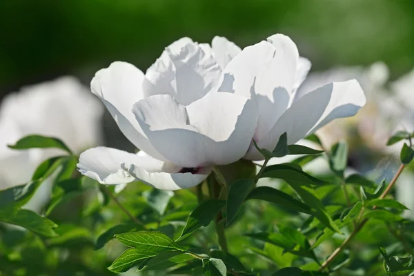 Óvatosan fehér bazsarózsa virág hátsó megvilágítás csapdába a kiadványról — Stock Fotó