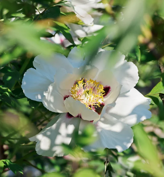 Close-up vista da flor de peônia suavemente rosa no dia ensolarado da primavera — Fotografia de Stock
