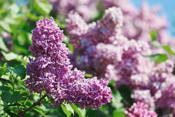 Vista ravvicinata dell'infiorescenza di fiori lilla viola in spri soleggiati — Foto Stock