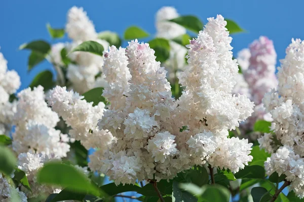 Massa vit lila blomma i soliga vårdag framför blå — Stockfoto
