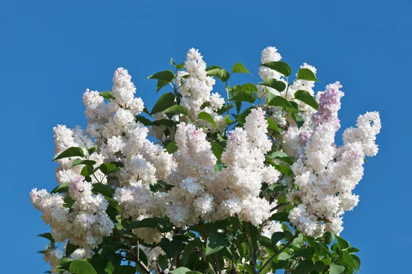 Banda bílých Lila květina v slunný jarní den před modrá — Stock fotografie