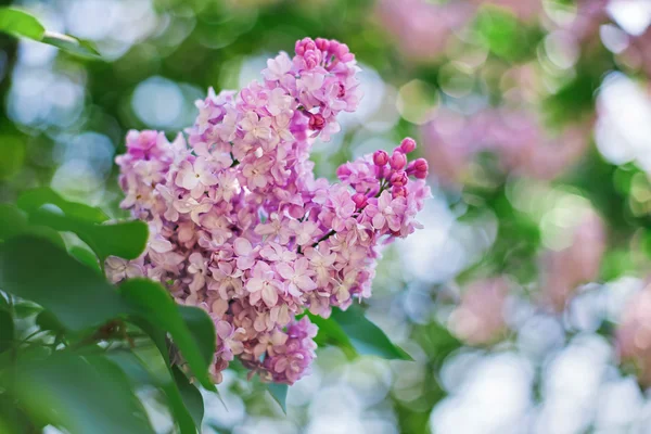 Close-up pink lilac flower in front of lush foliage with magic b — Stock Photo, Image