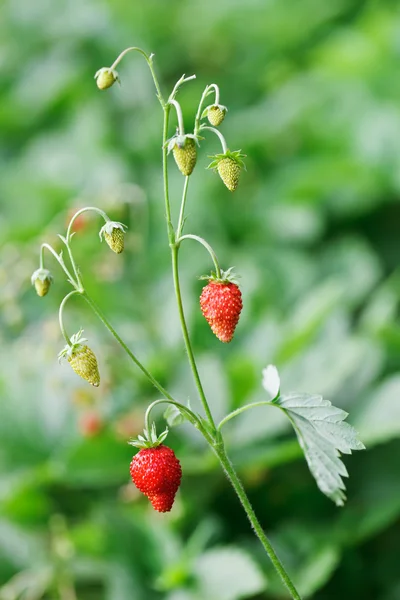 Wild strawberries twig with red berries in front of blurred lush — Stock Photo, Image