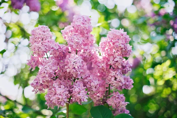 Närbild rosa lila blomma framför frodiga bladverk med magiska b — Stockfoto