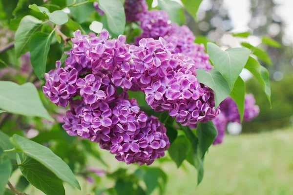 Close-up view of violet lilac flower inflorescence in sunny spri — Stock Photo, Image