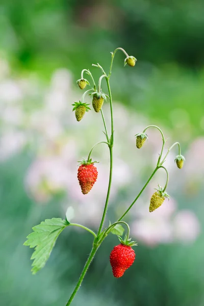 Wild strawberries twig with red berries in front of blurred lush — Stock Photo, Image