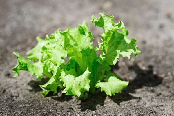 Fresh green lettuce crop on vegetable bed — Stock Photo, Image