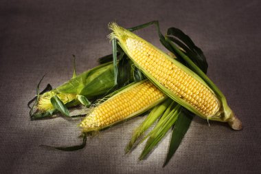 Still life with three indian corn ears on gray linen canvas clipart