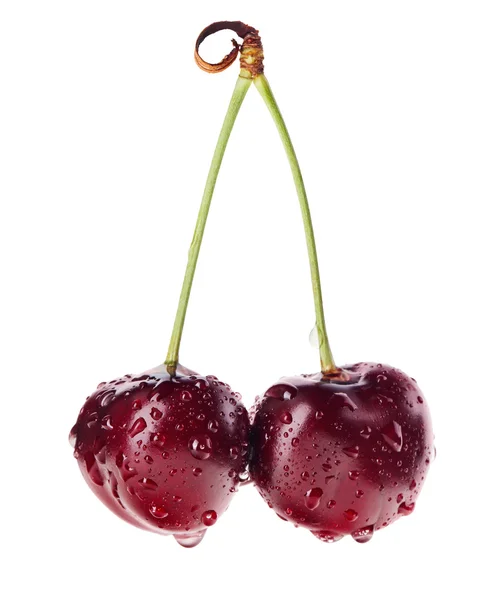 Par röda mogna körsbär frukt med vatten droppar på grön stam iso — Stockfoto