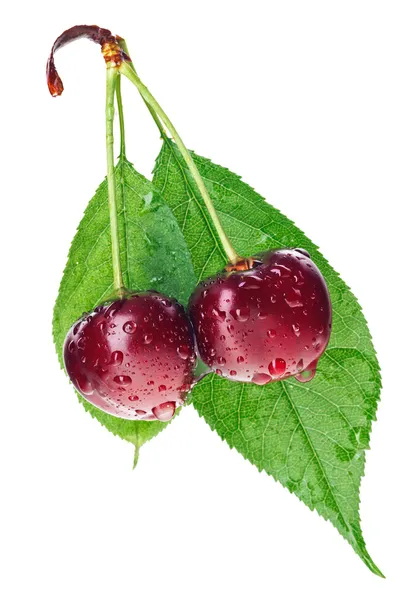 Ζευγάρι κόκκινο υγρό κεράσι φρούτων στο στέλεχος με πράσινο φύλλο που απομονώνονται σε — Φωτογραφία Αρχείου