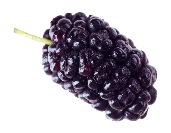 One mulberry fruits isolated on white macro — Stock Photo, Image