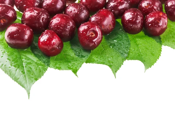 Многие красные влажные плоды вишни (ягоды) на зеленых листьях, изолированные w — стоковое фото