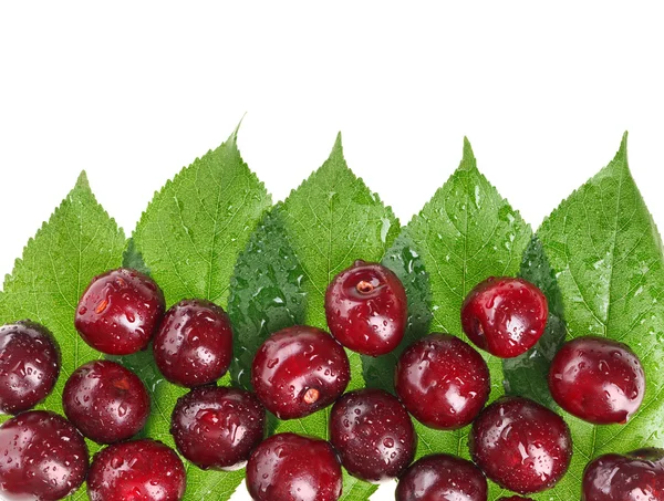 Многие красные влажные плоды вишни (ягоды) на зеленых листьях, изолированные w — стоковое фото