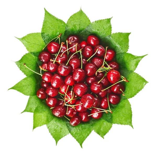 Muchos frutos rojos húmedos de cereza (bayas) en hojas verdes en redondo pl —  Fotos de Stock