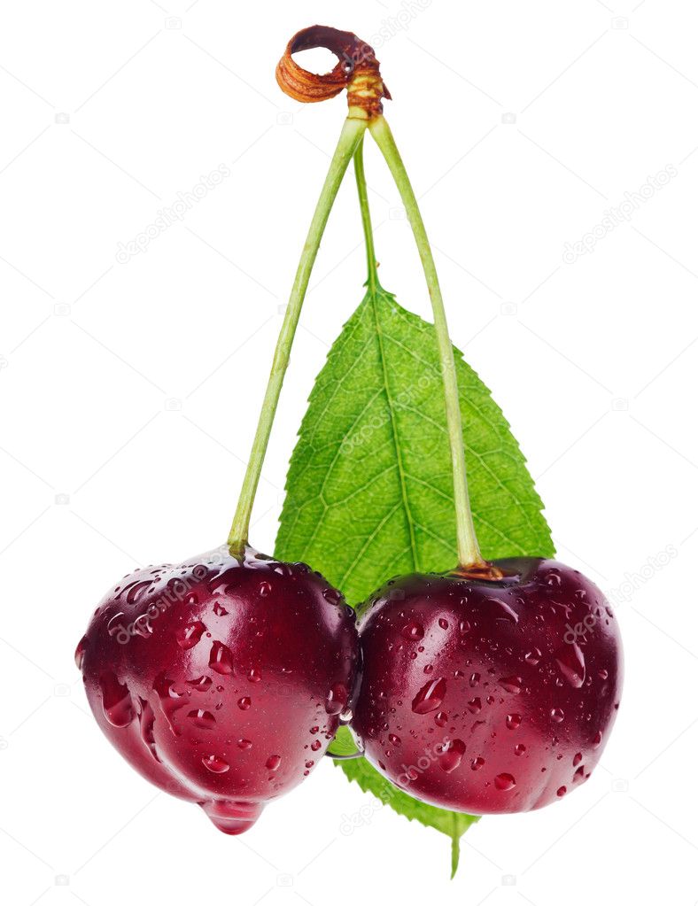 Pair of red wet cherry fruit on stem with green leaf isolated on