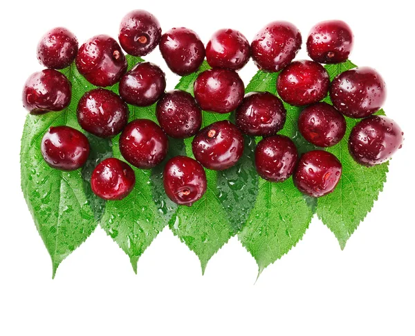 Muitas frutas vermelhas cereja molhadas (bagas) em folhas verdes, isolado w — Fotografia de Stock