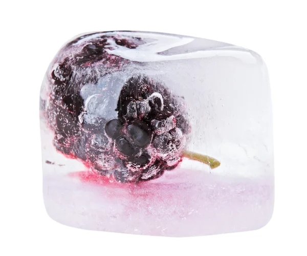 One black mulberry fruit inside of melting ice cube, isolated on — Stock Photo, Image