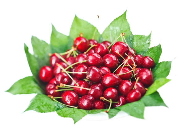 Vele rode natte cherry vruchten (bessen) op groene bladeren in ronde pl — Stockfoto
