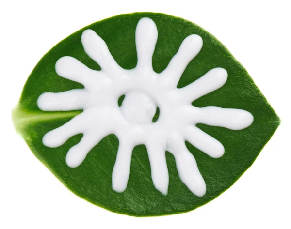 Sun protective (sunblock) cream sample over green clusia leaf, i — Stock Photo, Image