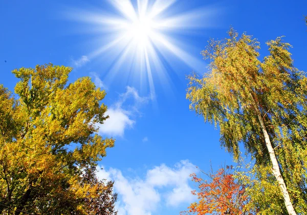 Cronache di alberi e il cielo solare — Foto Stock