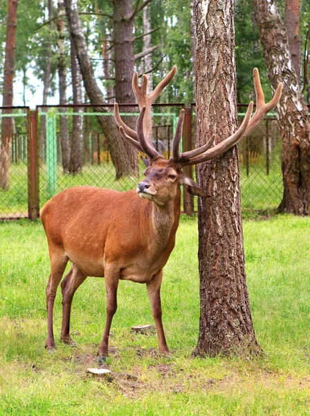 Deer with horns in Berezinsky reserve — Stock Photo, Image
