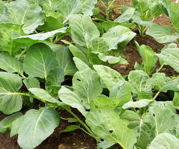 stock image Cabbage leaves in a kitchen garden