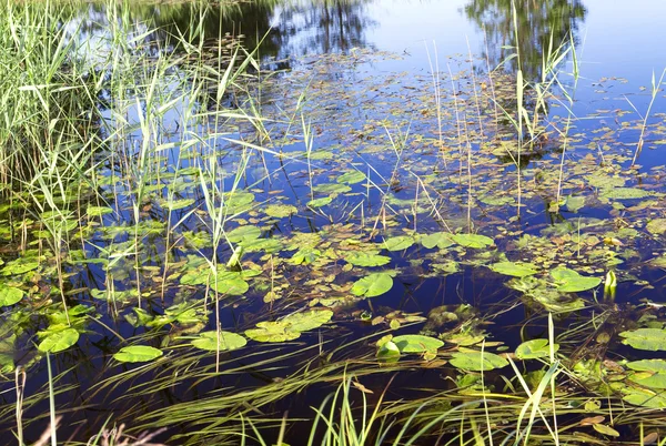 Water-lily leaves in lake — Stock Photo, Image