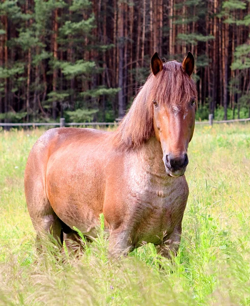 stock image Red horse against wood