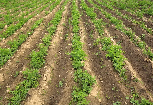 Germes de pommes de terre sur un champ agricole — Photo
