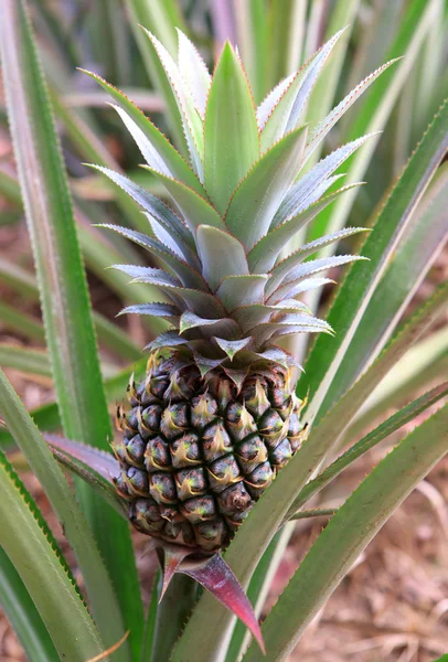 Groeiende ananas — Stockfoto