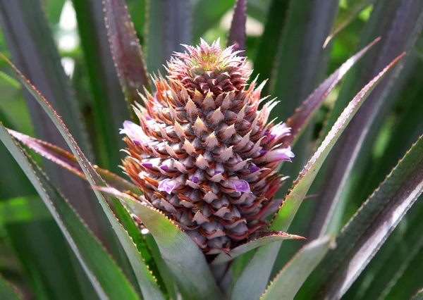 stock image Growing pineapple