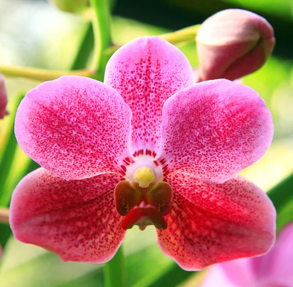 Orquídeas rosadas —  Fotos de Stock