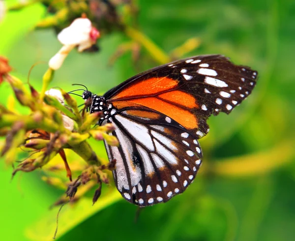 Mariposa en flor —  Fotos de Stock