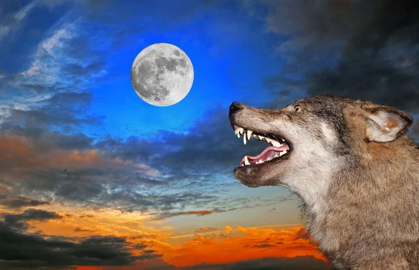 Lobo sob a lua — Fotografia de Stock