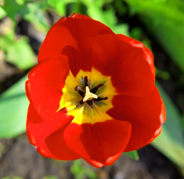 stock image The red dismissed tulip