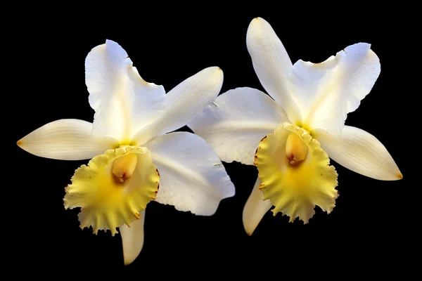 Белые орхидеи на черном фоне — стоковое фото