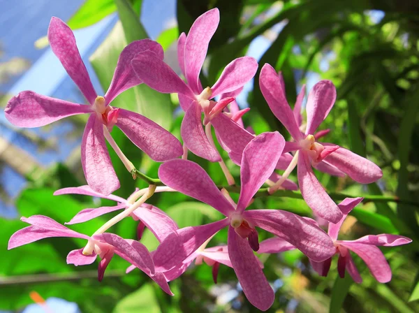 stock image Blossoming orchids in a spring garden